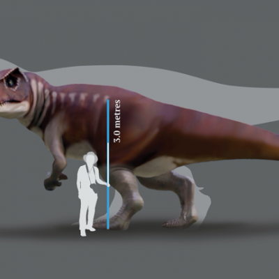 A reconstruction of a Jurassic dinosaur track-maker from southern Queensland in front of a silhouette of the largest known T. rex.